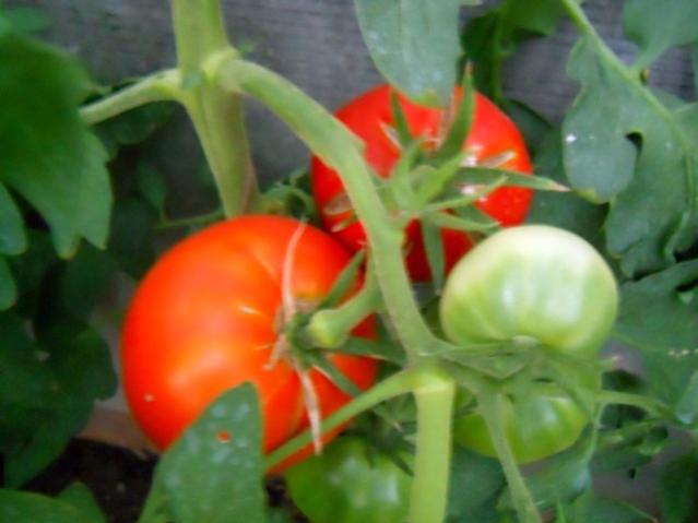 Name:  DSCN2586.jpg
Views: 1766
Size:  30.5 KB