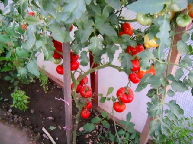 Name:  DSCN2575.jpg
Views: 1791
Size:  52.8 KB