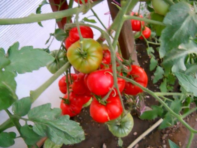 Name:  DSCN2576.jpg
Views: 2062
Size:  44.0 KB