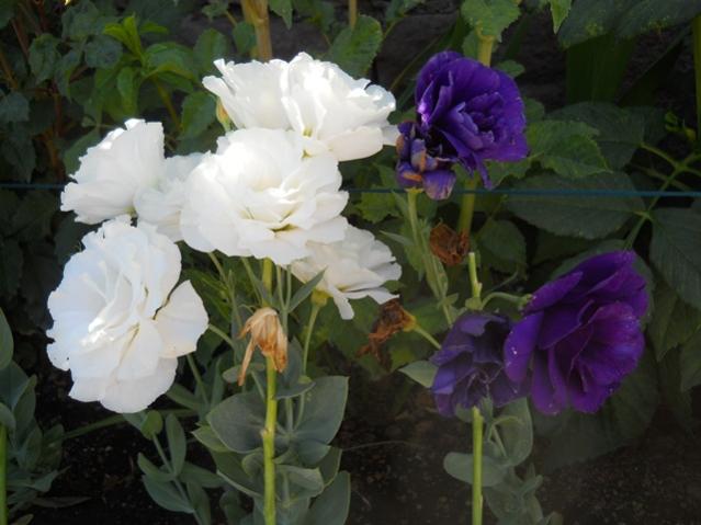 Name:  DSCN2465.jpg
Views: 1585
Size:  38.8 KB