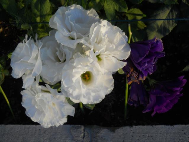 Name:  DSCN2492.jpg
Views: 1602
Size:  35.4 KB