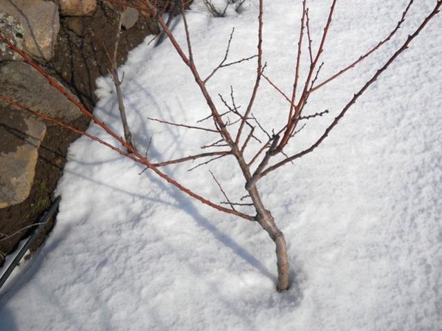 Name:  DSCN3699.jpg
Views: 1535
Size:  48.9 KB