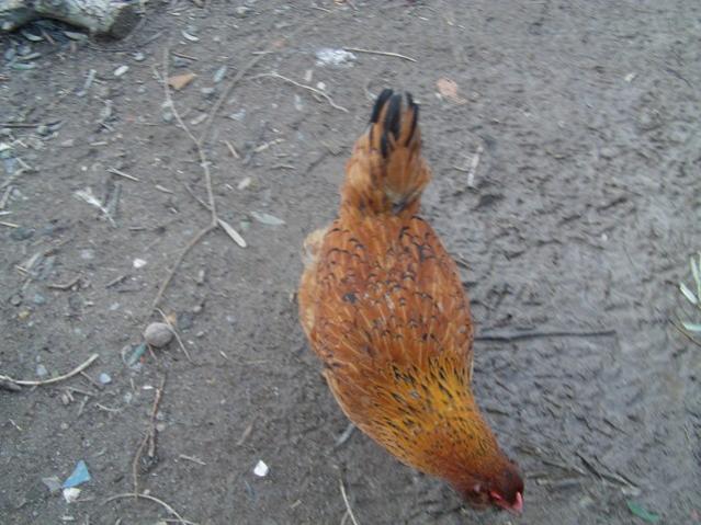 Name:  mdrniftlii (25).jpg
Views: 857
Size:  52.7 KB