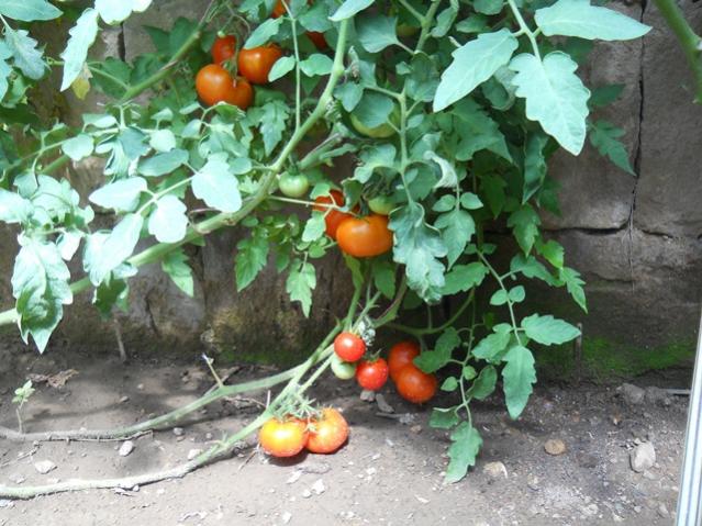 Name:  DSCN2634.jpg
Views: 1745
Size:  63.3 KB
