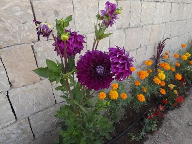 Name:  ali 022.jpg
Views: 922
Size:  55.0 KB