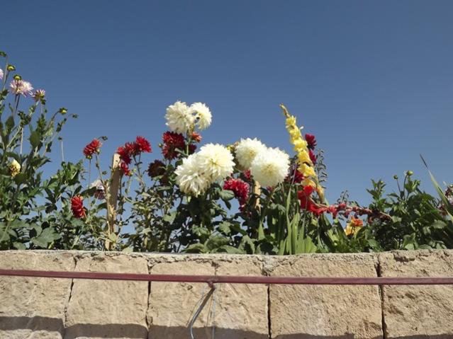 Name:  ali 135.jpg
Views: 932
Size:  52.4 KB