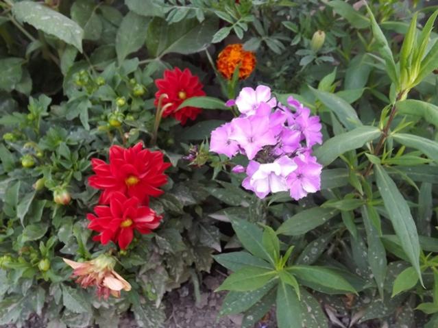 Name:  ali 011.jpg
Views: 1121
Size:  53.7 KB