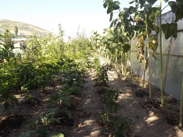 Name:  ali 051.jpg
Views: 889
Size:  61.6 KB