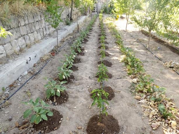 Name:  ali 055.jpg
Views: 922
Size:  72.0 KB
