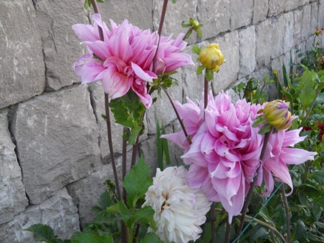 Name:  DSCN2592.jpg
Views: 850
Size:  54.7 KB