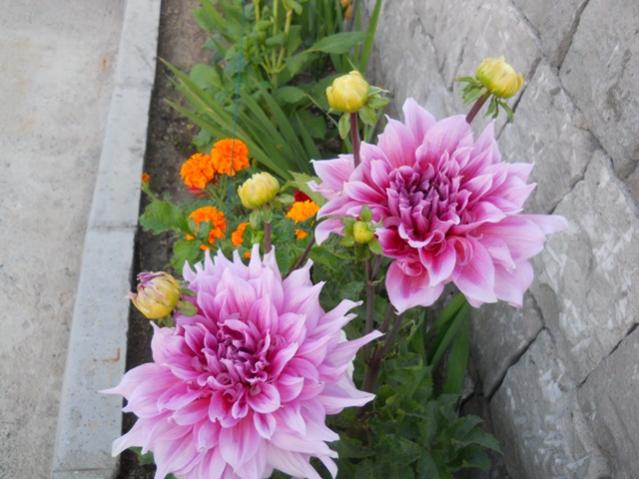Name:  DSCN2591.jpg
Views: 892
Size:  47.7 KB