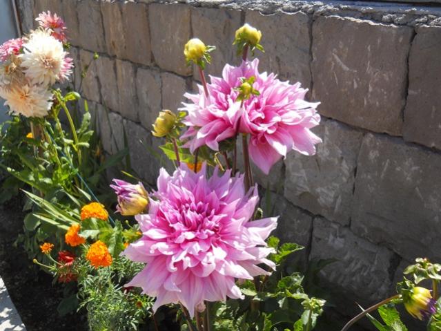 Name:  DSCN2597.jpg
Views: 834
Size:  59.7 KB