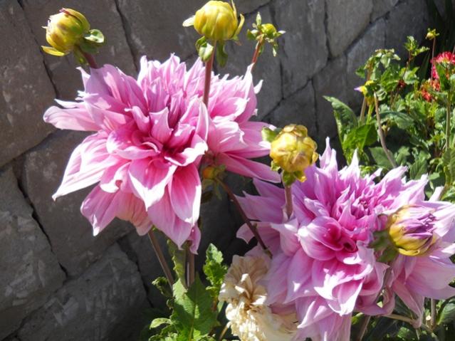 Name:  DSCN2598.jpg
Views: 861
Size:  56.5 KB