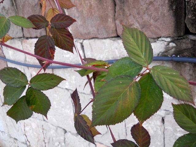 Name:  DSCN3888.jpg
Views: 855
Size:  49.8 KB