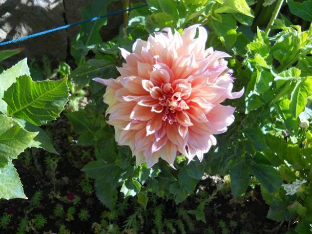 Name:  DSCN2455.jpg
Views: 874
Size:  58.4 KB