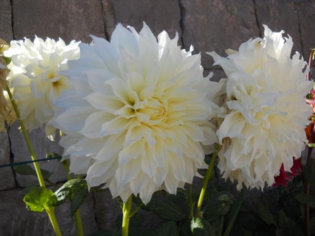 Name:  DSCN2460.jpg
Views: 883
Size:  35.4 KB