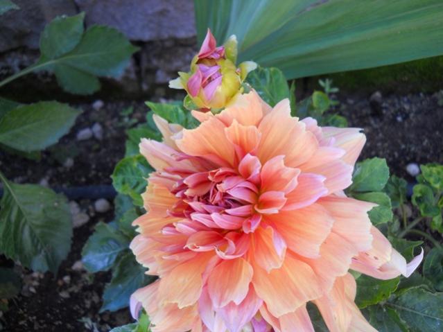 Name:  DSCN2463.jpg
Views: 883
Size:  41.8 KB