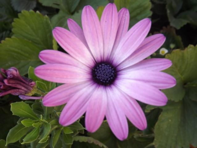Name:  ali 117.jpg
Views: 2487
Size:  33.3 KB