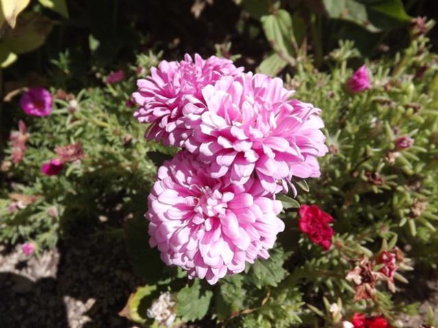 Name:  ali 131.jpg
Views: 2375
Size:  53.7 KB