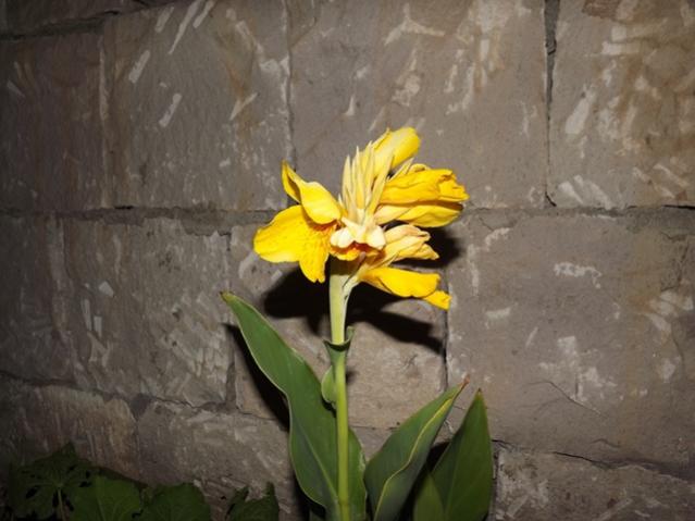 Name:  Canna.jpg
Views: 2194
Size:  38.6 KB