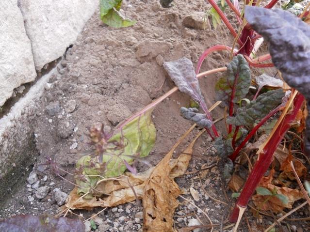Name:  DSCN2829.jpg
Views: 2789
Size:  68.7 KB