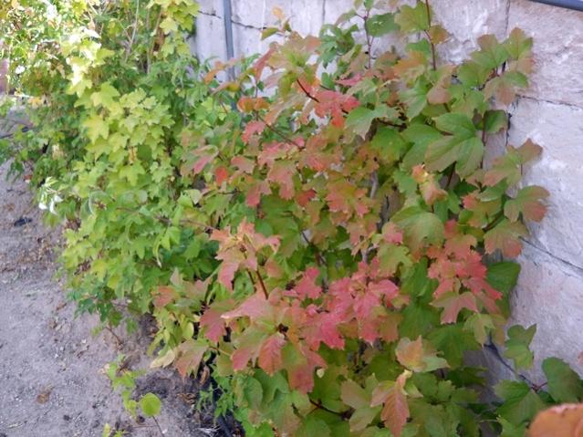 Name:  DSCN2831.jpg
Views: 2243
Size:  63.4 KB