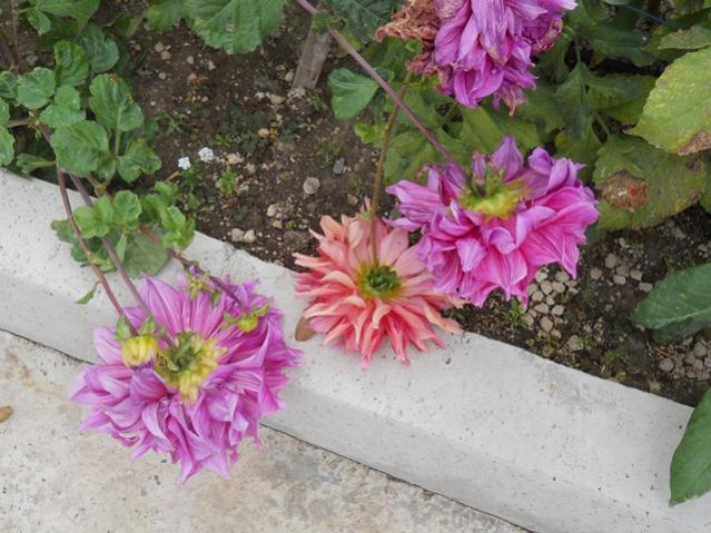 Name:  DSCN2783.jpg
Views: 2094
Size:  57.0 KB