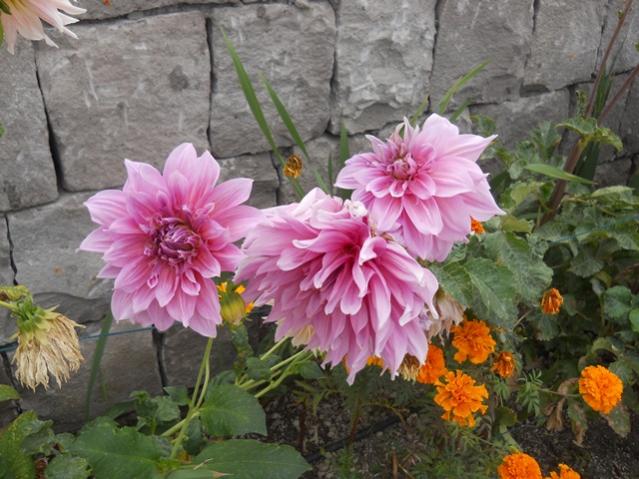 Name:  DSCN2784.jpg
Views: 2103
Size:  56.9 KB
