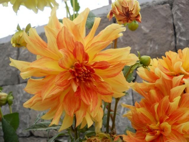 Name:  DSCN2781.jpg
Views: 2323
Size:  43.6 KB