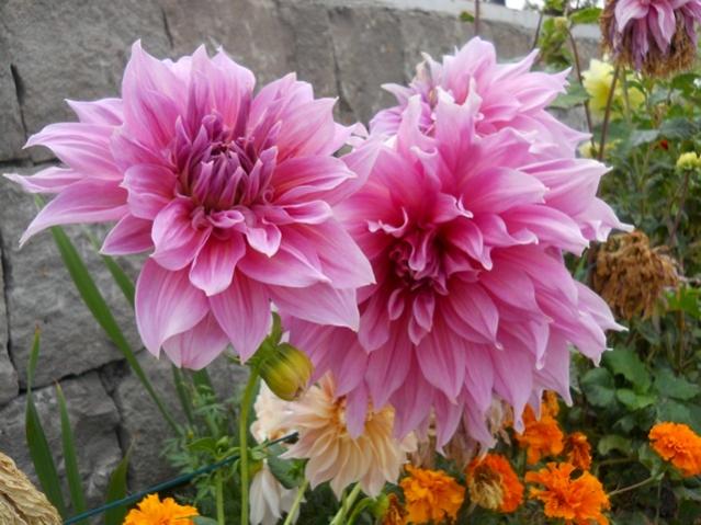 Name:  DSCN2776.jpg
Views: 2298
Size:  53.2 KB
