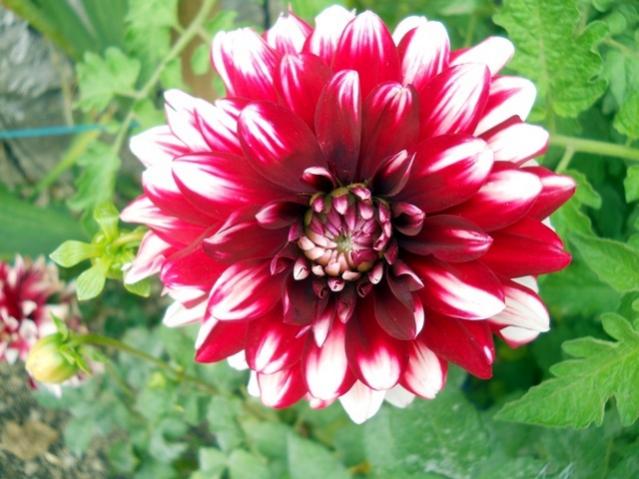 Name:  DSCN2773.jpg
Views: 2319
Size:  48.7 KB