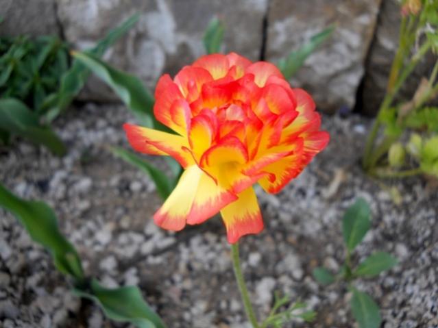 Name:  DSCN0128.jpg
Views: 996
Size:  36.9 KB