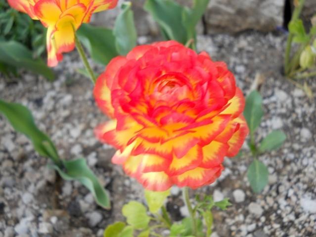 Name:  DSCN0130.jpg
Views: 1043
Size:  41.0 KB