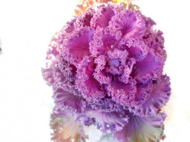 Name:  DSCN3912.jpg
Views: 935
Size:  37.1 KB