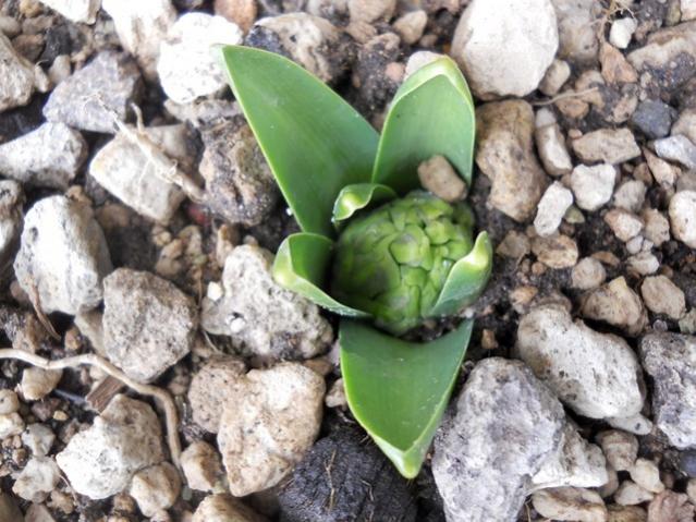 Name:  DSCN4088.jpg
Views: 938
Size:  62.5 KB