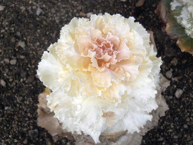 Name:  DSCN4081.jpg
Views: 856
Size:  46.0 KB