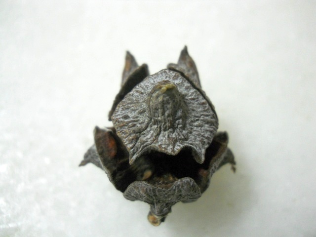 Name: DSCN4153.JPG
Views: 1158
Size: 62.6 KB