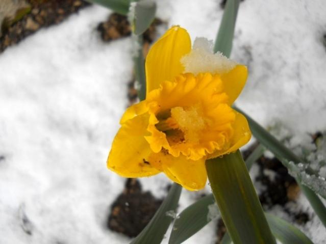 Name:  DSCN4253.jpg
Views: 996
Size:  27.5 KB