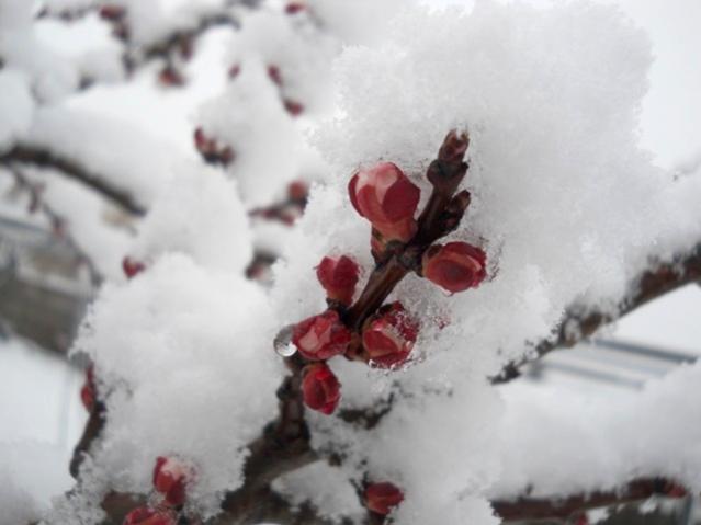Name:  DSCN4268.jpg
Views: 994
Size:  27.9 KB