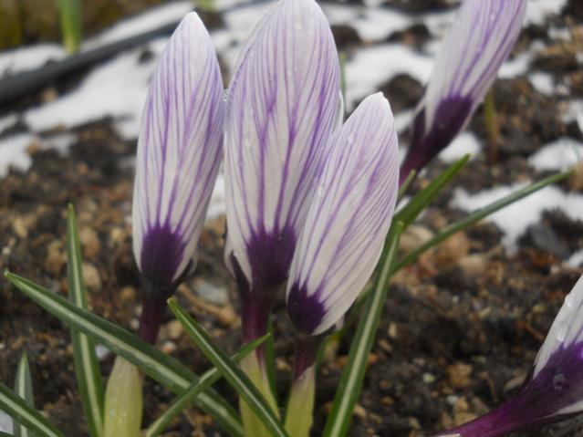 Name:  DSCN4368.jpg
Views: 831
Size:  40.3 KB