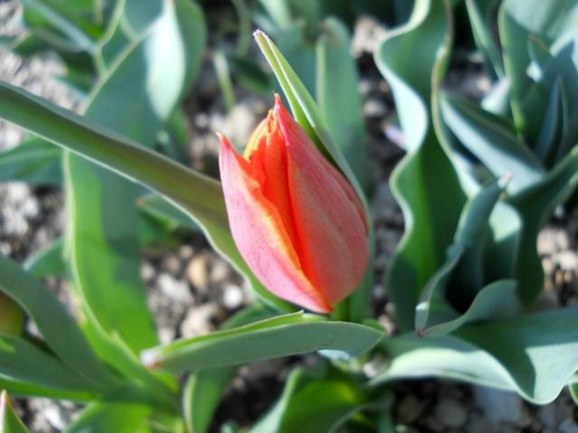 Name:  DSCN4623.jpg
Views: 791
Size:  36.7 KB