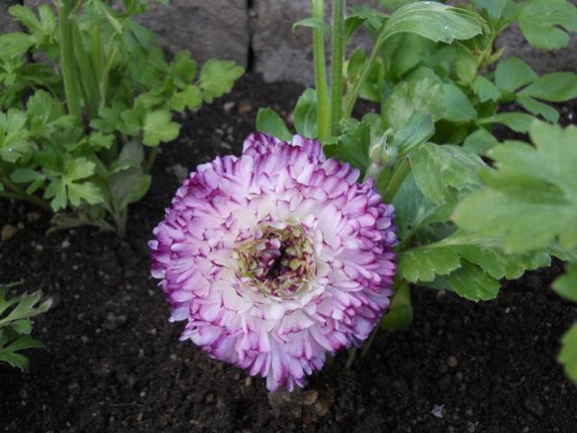 Name:  DSCN4628.jpg
Views: 1470
Size:  48.0 KB