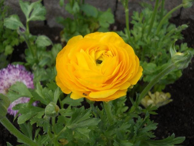Name:  DSCN4629.jpg
Views: 1504
Size:  37.2 KB