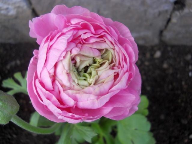 Name:  DSCN4631.jpg
Views: 1456
Size:  35.3 KB