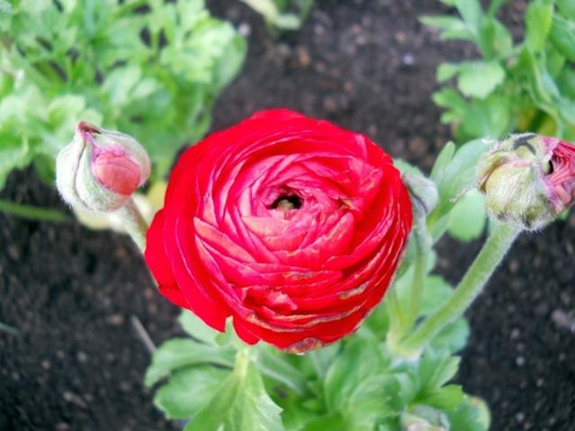 Name:  DSCN4632.jpg
Views: 1428
Size:  42.1 KB