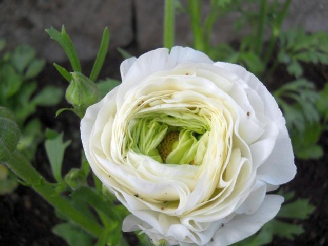 Name:  DSCN4634.jpg
Views: 1448
Size:  33.9 KB