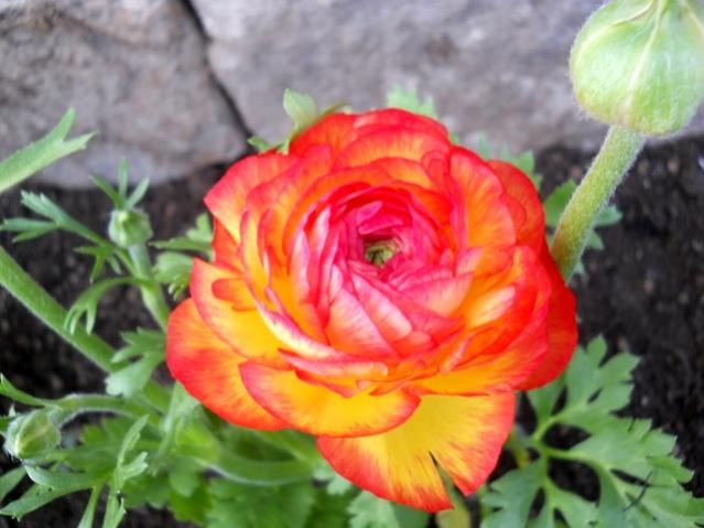 Name:  DSCN4636.jpg
Views: 1485
Size:  42.3 KB