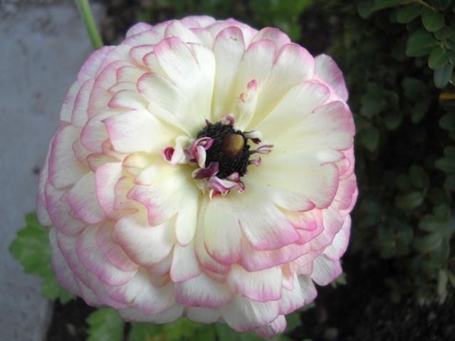 Name:  DSCN4642.jpg
Views: 1449
Size:  31.8 KB