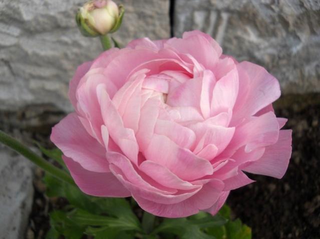 Name:  DSCN4643.jpg
Views: 1445
Size:  31.8 KB