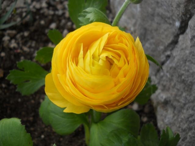 Name:  DSCN4641.jpg
Views: 1434
Size:  32.2 KB